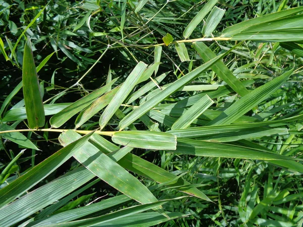 Green Bamboo Leaves Nature Background — Stock Photo, Image