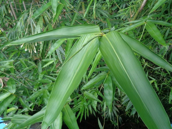 Folhas Bambu Verde Fundo Natureza — Fotografia de Stock
