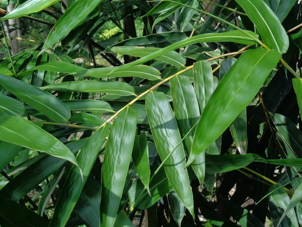 Foglie Bambù Verde Sullo Sfondo Della Natura — Foto Stock