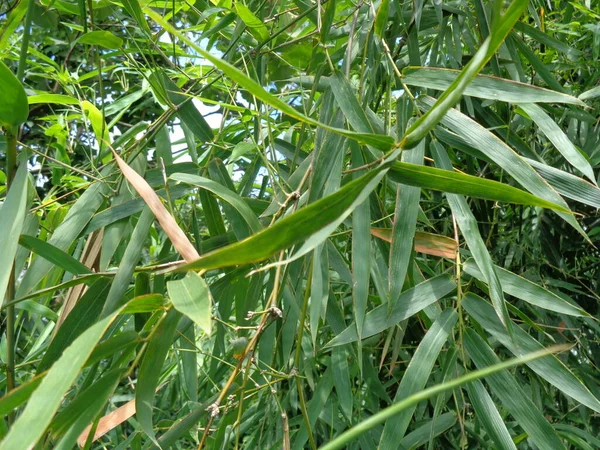 Green Bamboo Leaves Nature Background — Stock Photo, Image