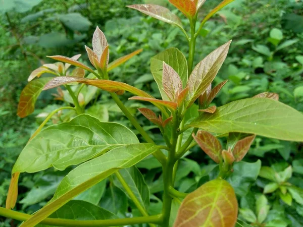 Abacate Jovem Verde Persea Americana Deixa Fundo Natureza — Fotografia de Stock