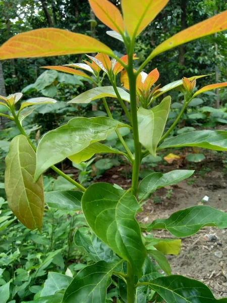 Grüne Junge Avocado Persea Americana Blätter Hintergrund Der Natur — Stockfoto