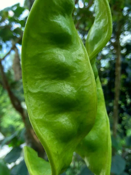 Semillas Sato Semillas Parkia Speciosa Frijol Amargo Árbol También Conocido — Foto de Stock