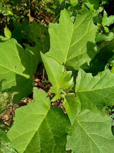 Datura Metel Datura Metel Var Fastuosa Saff Květiny Trnité Jablko — Stock fotografie