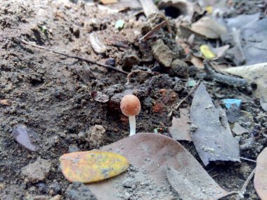 Doğadaki zehirli mantarlar.