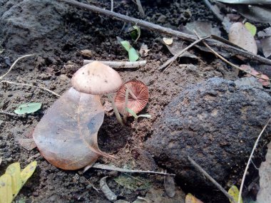 Doğadaki zehirli mantarlar.