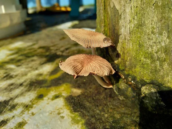 Poisonous Mushroom Nature Background — Stock Photo, Image