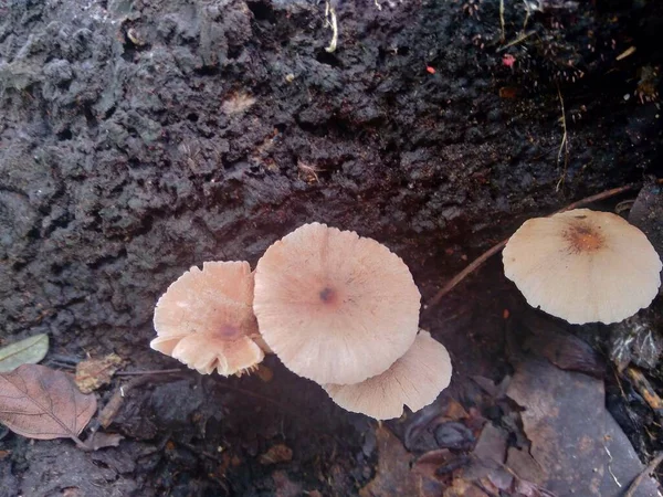 Poisonous Mushroom Nature Background — Stock Photo, Image