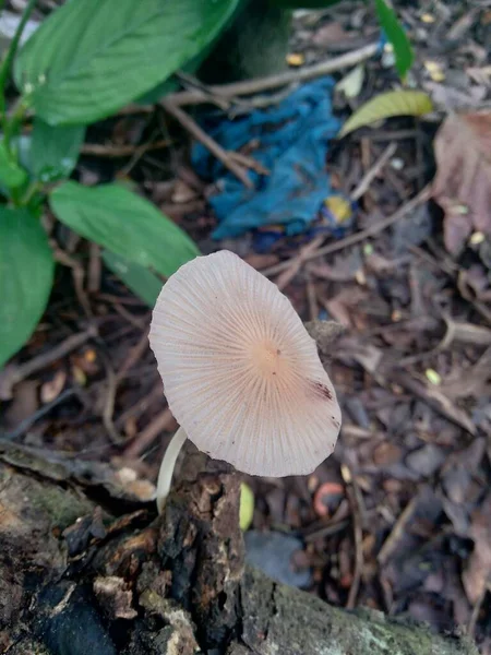 Fungo Velenoso Sullo Sfondo Della Natura — Foto Stock