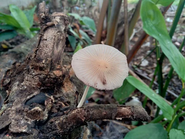 自然界背景中的毒蘑菇 — 图库照片