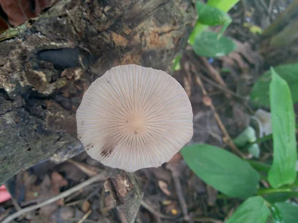 Cogumelo Venenoso Fundo Natureza — Fotografia de Stock