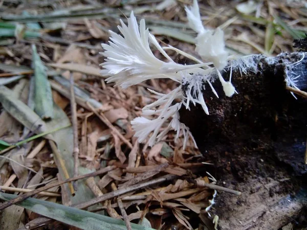 Champignon Venimeux Dans Fond Nature — Photo