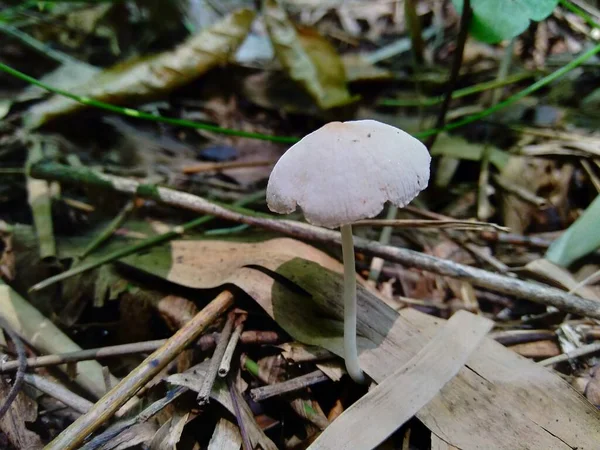 Den Giftiga Svampen Naturen Bakgrund — Stockfoto