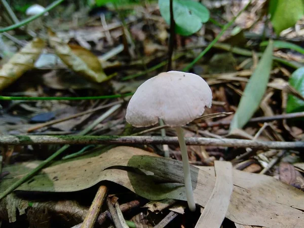 Hongo Venenoso Fondo Naturaleza —  Fotos de Stock