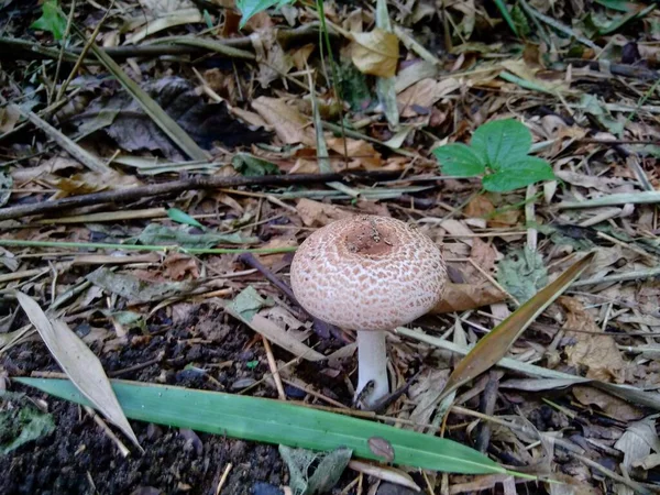 自然界背景中的毒蘑菇 — 图库照片