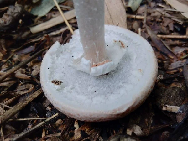 Champignon Venimeux Dans Fond Nature — Photo