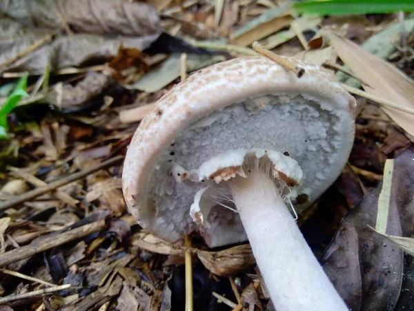 Poisonous Mushroom Nature Background — Stock Photo, Image