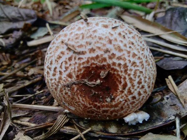 Poisonous Mushroom Nature Background — Stock Photo, Image