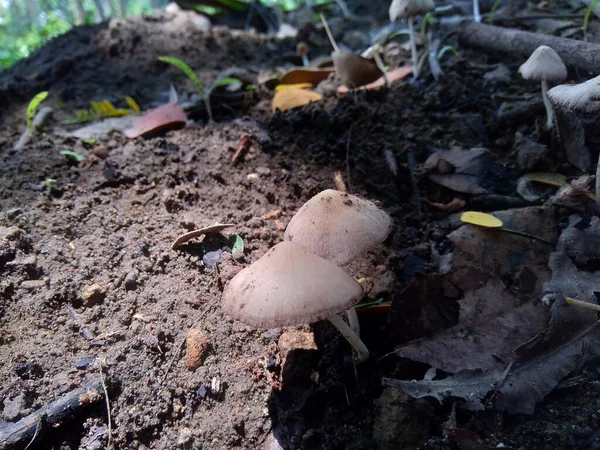 Cogumelo Venenoso Fundo Natureza — Fotografia de Stock