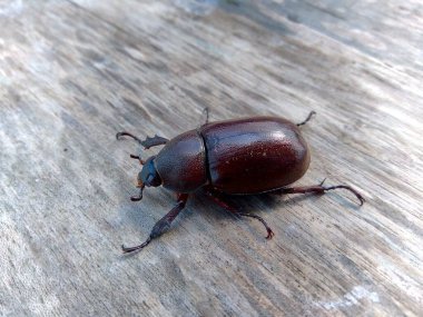 Doğadaki egzotik Asya gergedanı böceği. Endonezya 'dan gelen egzotik hayvan.