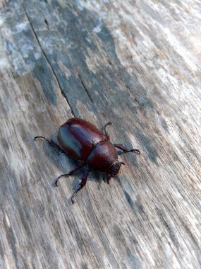 Doğadaki egzotik Asya gergedanı böceği. Endonezya 'dan gelen egzotik hayvan.