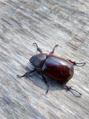Doğadaki egzotik Asya gergedanı böceği. Endonezya 'dan gelen egzotik hayvan.