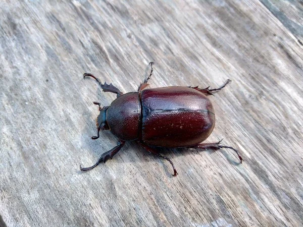 Exotische Asiatische Neushoorn Kever Natuur Achtergrond Het Exotische Dier Uit — Stockfoto