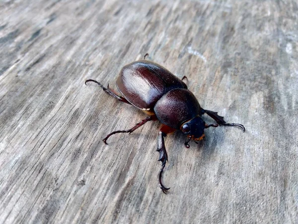 Exotische Asiatische Neushoorn Kever Natuur Achtergrond Het Exotische Dier Uit — Stockfoto