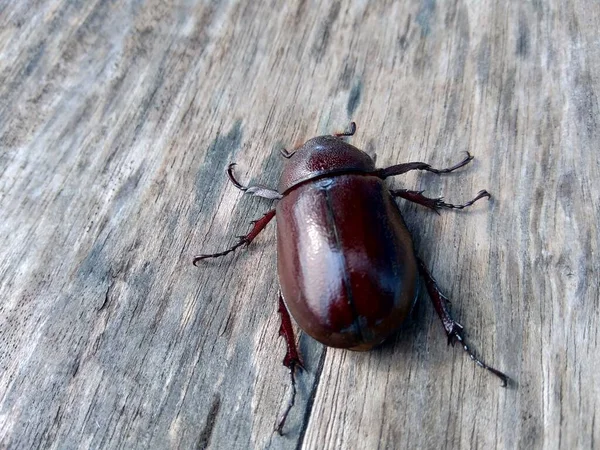 Exotic Asiatic Rhinoceros Beetle Nature Background Exotic Animal Indonesia — Stock Photo, Image