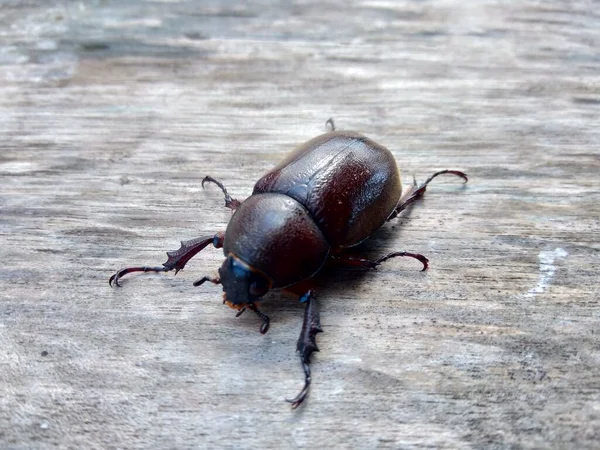 Escaravelho Asiático Exótico Rinoceronte Fundo Natureza Animal Exótico Indonésia — Fotografia de Stock