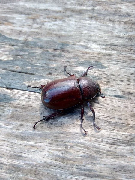 Den Exotiska Asiatiska Noshörningsskalbaggen Naturbakgrunden Det Exotiska Djuret Från Indonesien — Stockfoto