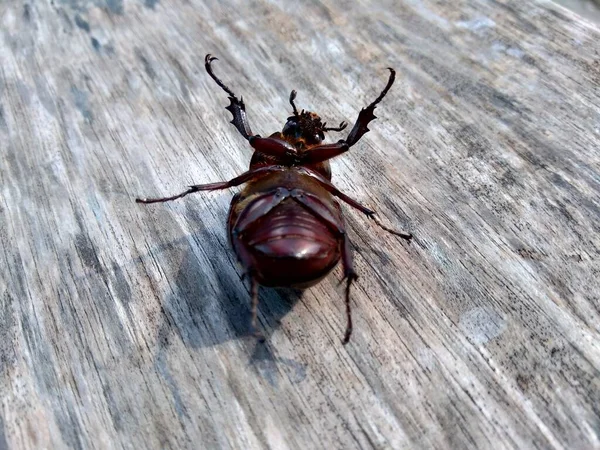 Badak Asiatik Eksotis Kumbang Latar Belakang Alam Hewan Eksotis Dari — Stok Foto