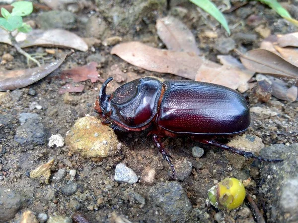 Der Exotische Asiatische Nashornkäfer Hintergrund Das Exotische Tier Aus Indonesien — Stockfoto