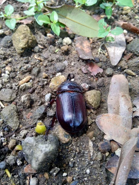 Der Exotische Asiatische Nashornkäfer Hintergrund Das Exotische Tier Aus Indonesien — Stockfoto