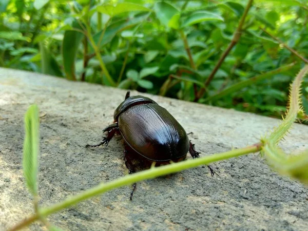 Escaravelho Asiático Exótico Rinoceronte Fundo Natureza Animal Exótico Indonésia — Fotografia de Stock