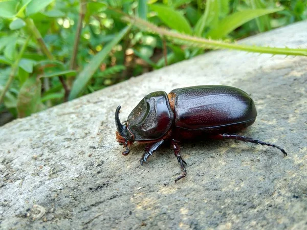 Badak Asiatik Eksotis Kumbang Latar Belakang Alam Hewan Eksotis Dari — Stok Foto