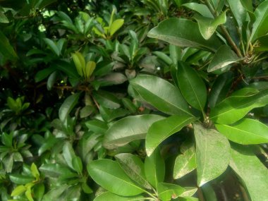 Sapodilla yaprakları (Manilkara zapota) doğa arka planında