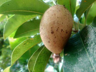 Sapodilla meyvesi (Manilkara zapota) doğa arka planında