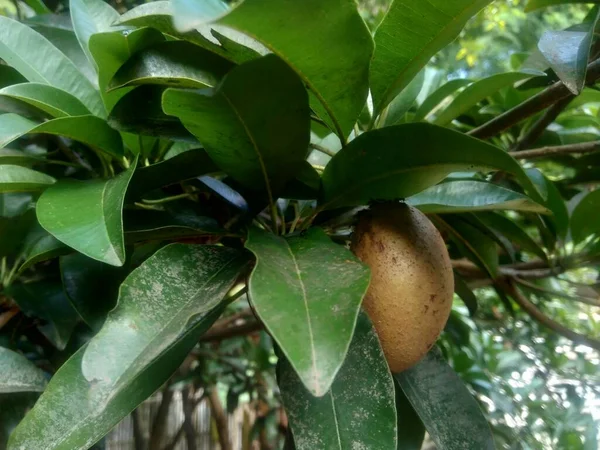 Sapodilla Meyvesi Manilkara Zapota Doğa Arka Planında — Stok fotoğraf