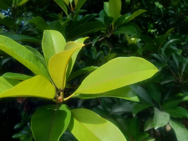 Hojas Sapodilla Manilkara Zapota Fondo Naturaleza —  Fotos de Stock