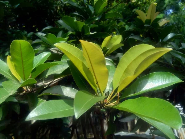 Sapodilla Yaprakları Manilkara Zapota Doğa Arka Planında — Stok fotoğraf