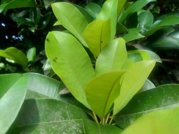 Sapodilla Yaprakları Manilkara Zapota Doğa Arka Planında — Stok fotoğraf