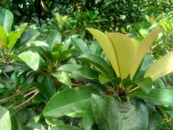 Sapodilla Leaves Manilkara Zapota Nature Background — Stock Photo, Image