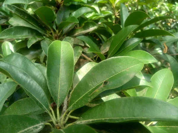 Sapodilla Yaprakları Manilkara Zapota Doğa Arka Planında — Stok fotoğraf