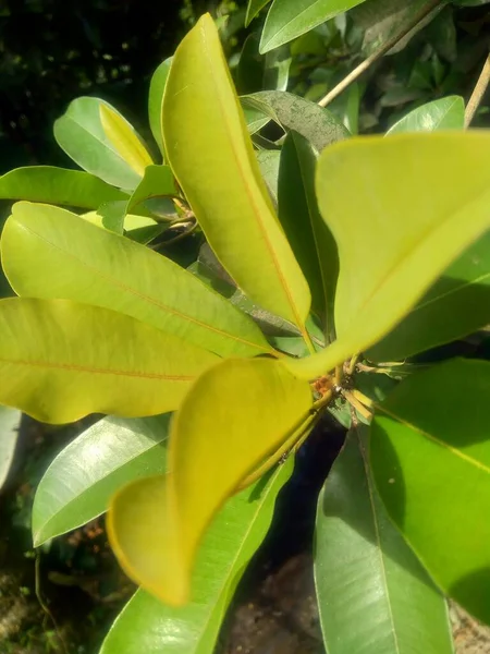 Hojas Sapodilla Manilkara Zapota Fondo Naturaleza —  Fotos de Stock