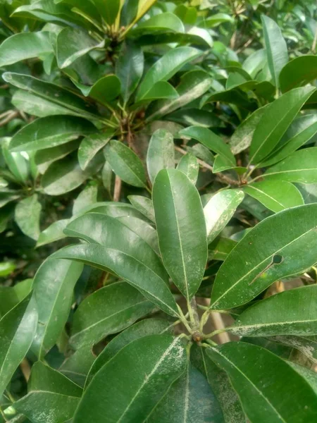 Sapodilla Yaprakları Manilkara Zapota Doğa Arka Planında — Stok fotoğraf