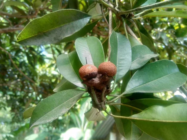 Sapodilla Fruit Manilkara Zapota Στο Φυσικό Περιβάλλον — Φωτογραφία Αρχείου