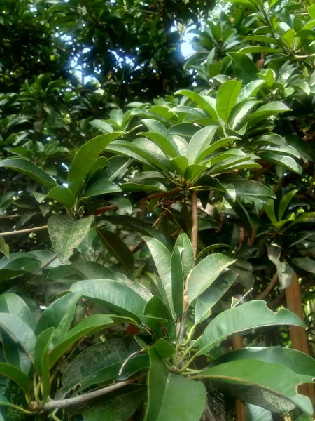 Sapodilla Leaves Manilkara Zapota Nature Background — Stock Photo, Image