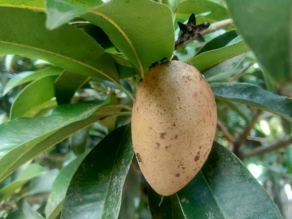 Sapodilla Fruit Manilkara Zapota Nature Background — Stock Photo, Image