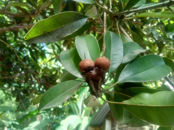 Sapodilla Fruit Manilkara Zapota Nature Background — Stock Photo, Image